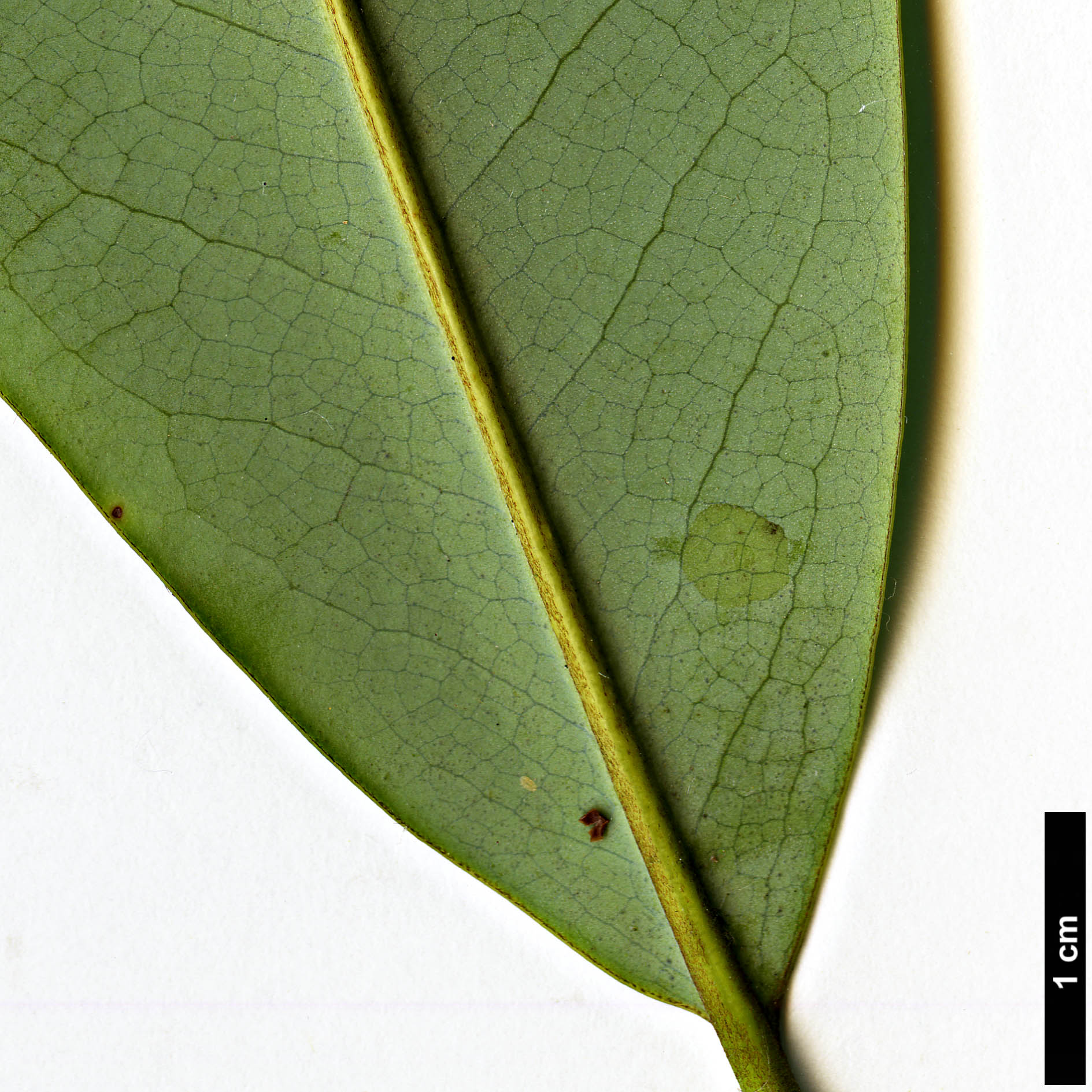 High resolution image: Family: Magnoliaceae - Genus: Magnolia - Taxon: cavaleriei - SpeciesSub: var. platypetala High resolution image: Family: Magnoliaceae - Genus: Magnolia - Taxon: cavaleriei - SpeciesSub: var. platypetala